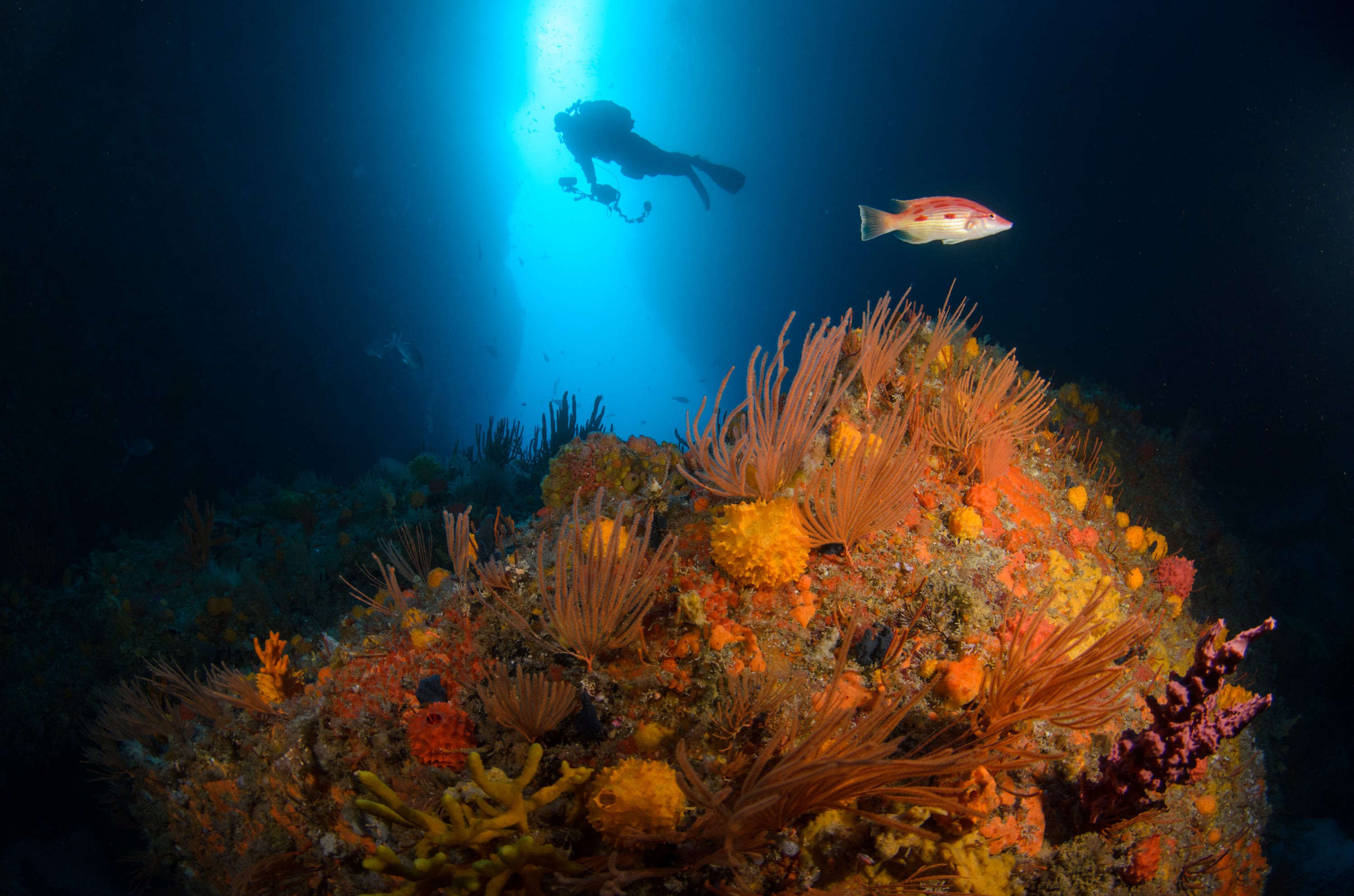 DSC_7624 – Bodianus, Crispin, PKI010916, arch, deep, gardens, knights, marine, new, northern, nz, pigfish, poor, primnoides, red, reef, reserve, sponge, unimaculatus, zealand